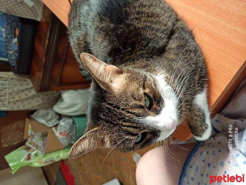 Tekir Kedi, Kedi  Miniş fotoğrafı
