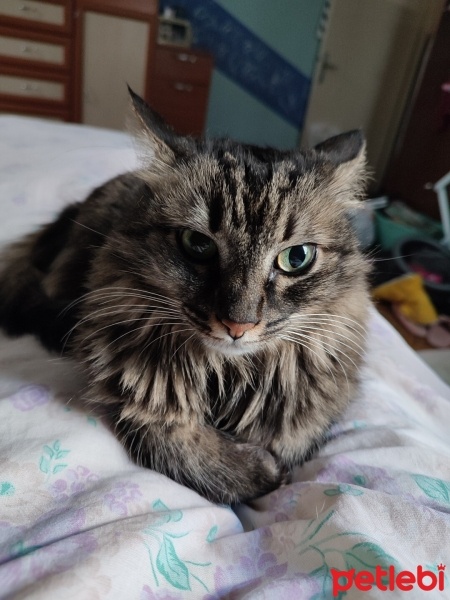 Norwegian Forest, Kedi  Ponçik fotoğrafı