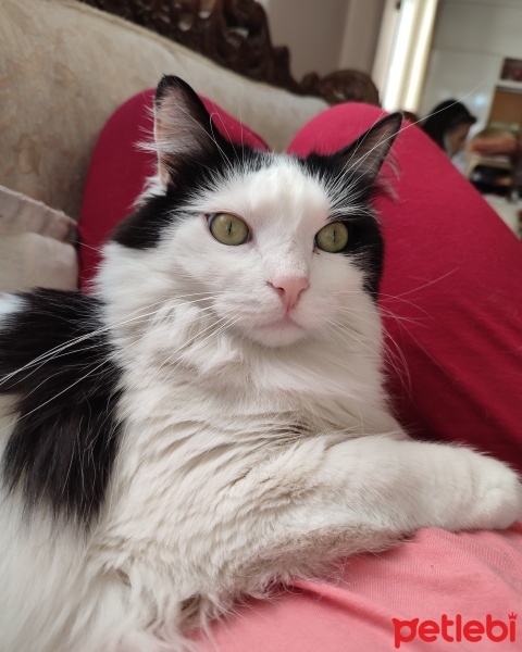 Tuxedo (Smokin) Kedi, Kedi  Bıcırık fotoğrafı