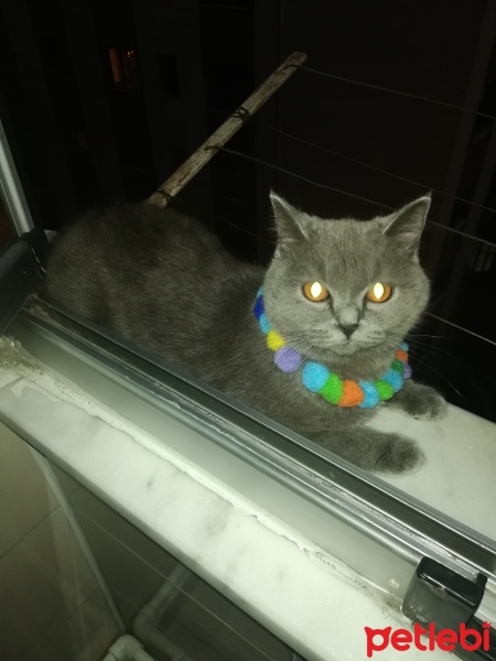 British Shorthair, Kedi  Zeytin fotoğrafı