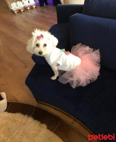 Maltese, Köpek  Şeker prenses fotoğrafı