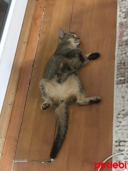 British Shorthair, Kedi  Prenses fotoğrafı