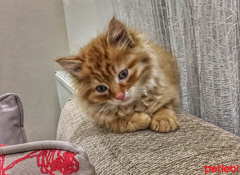 Tekir Kedi, Kedi  Turuncu fotoğrafı