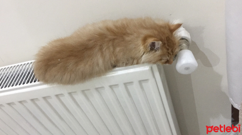 Tekir Kedi, Kedi  Turuncu fotoğrafı