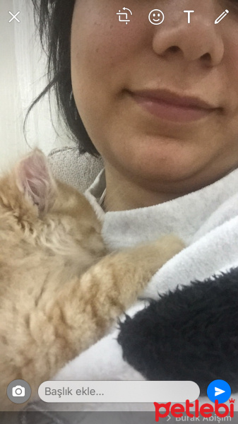 Tekir Kedi, Kedi  Turuncu fotoğrafı