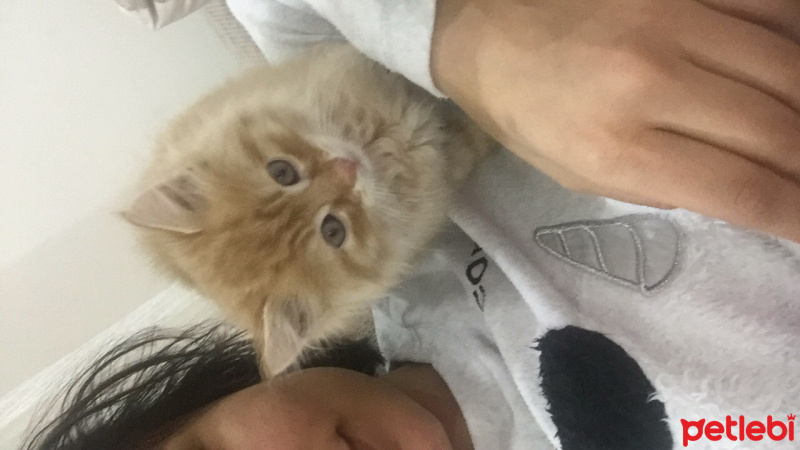 Tekir Kedi, Kedi  Turuncu fotoğrafı