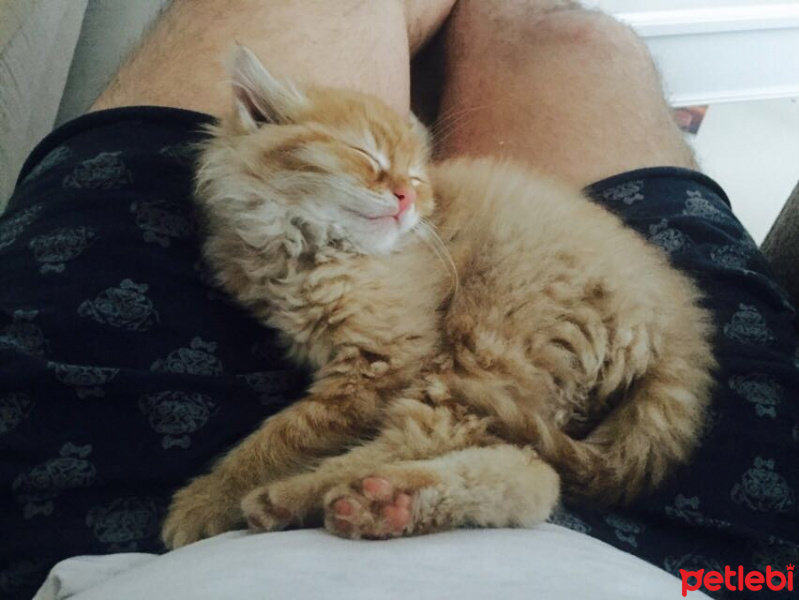 Tekir Kedi, Kedi  Turuncu fotoğrafı