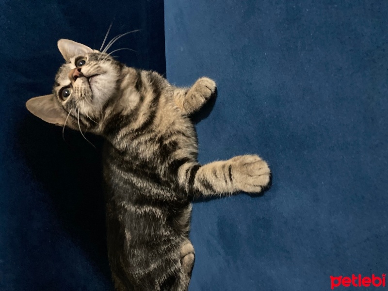 Tekir Kedi, Kedi  Miniş fotoğrafı