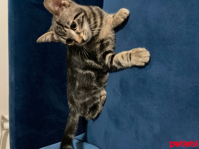 Tekir Kedi, Kedi  Miniş fotoğrafı