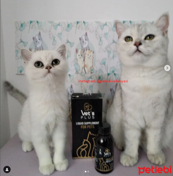 British Shorthair, Kedi  PAMUK VE LOUIS fotoğrafı