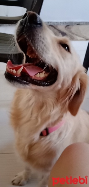 Golden Retriever, Köpek  LEYDİ fotoğrafı