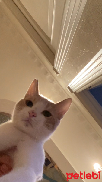 Sarman, Kedi  Bala fotoğrafı