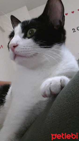 Tekir Kedi, Kedi  Garona fotoğrafı