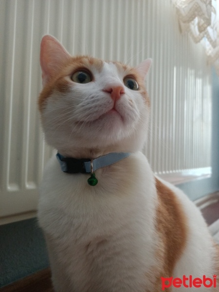 Sarman, Kedi  Romeo fotoğrafı
