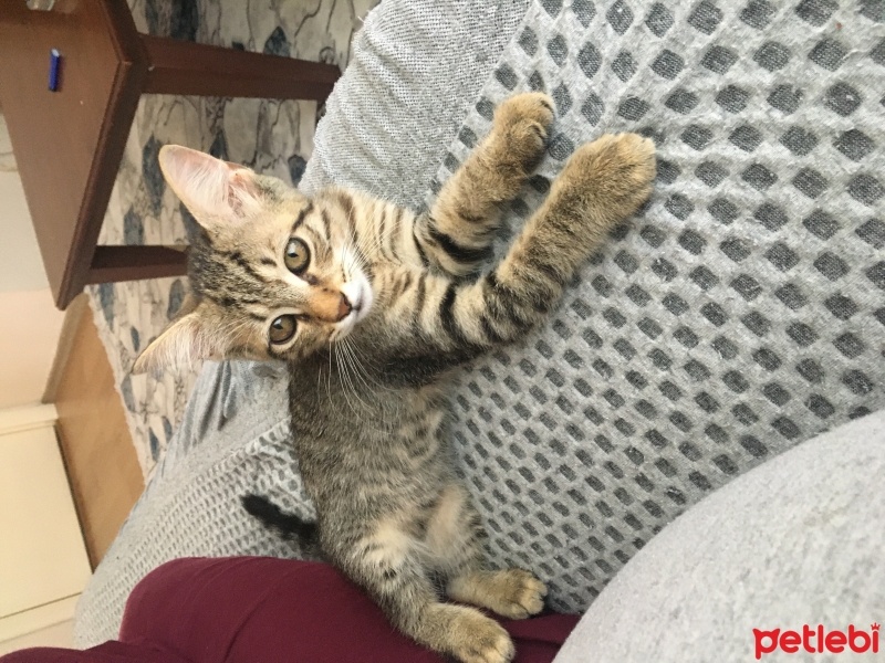 American Curl, Kedi  Boncuk fotoğrafı