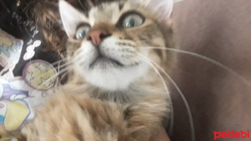 Tekir Kedi, Kedi  Lila fotoğrafı