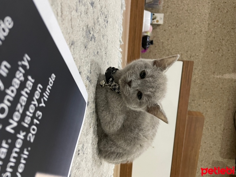 British Shorthair, Kedi  Hera fotoğrafı