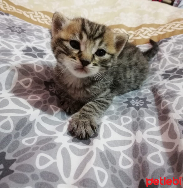 Tekir Kedi, Kedi  Kırçıl fotoğrafı