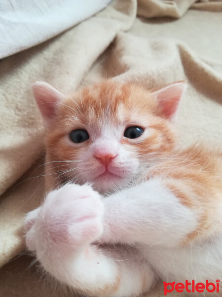 Tekir Kedi, Kedi  Kırçıl fotoğrafı