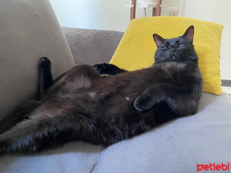 Bombay, Kedi  zeus fotoğrafı