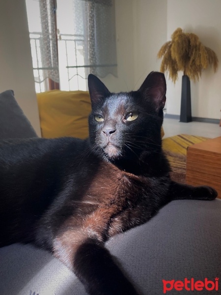 Bombay, Kedi  bastet fotoğrafı