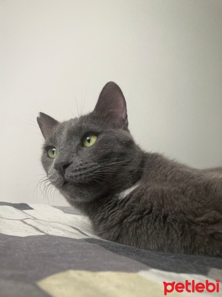 Mavi Rus, Kedi  odin fotoğrafı