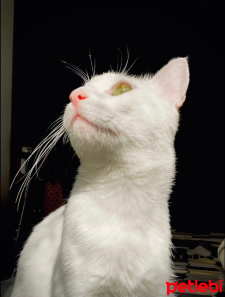Van Kedisi, Kedi  şeker fotoğrafı