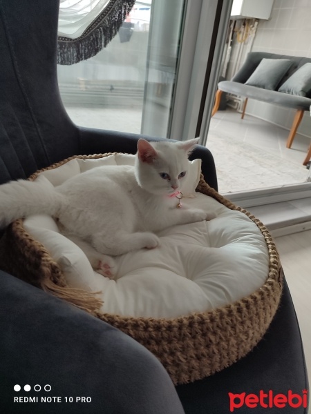 British Shorthair, Kedi  Mia fotoğrafı