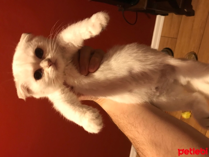 Scottish Fold, Kedi  Sushi fotoğrafı