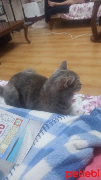 British Shorthair, Kedi  Luna fotoğrafı