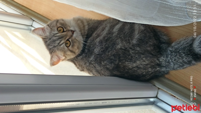 British Shorthair, Kedi  Paşa fotoğrafı