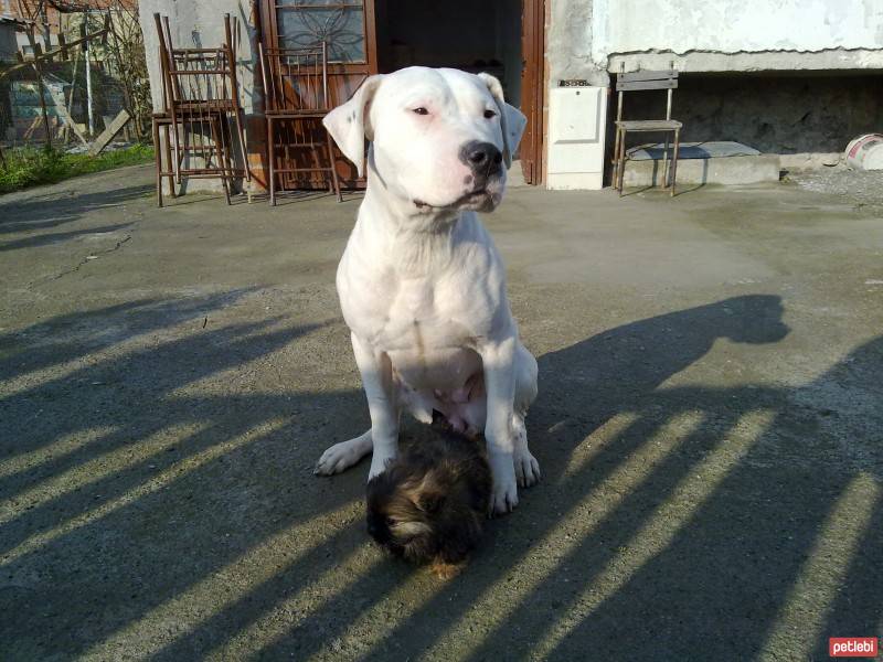 Dogo Arjantin, Köpek  Hera fotoğrafı