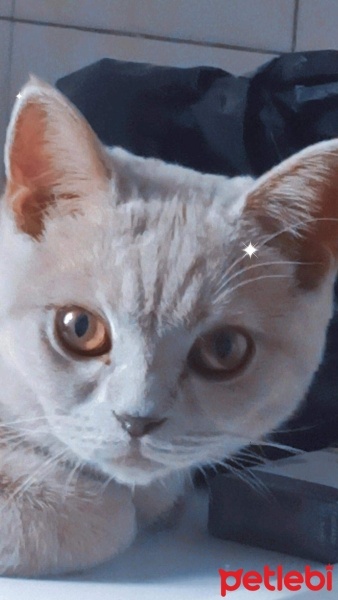British Shorthair, Kedi  Mia fotoğrafı