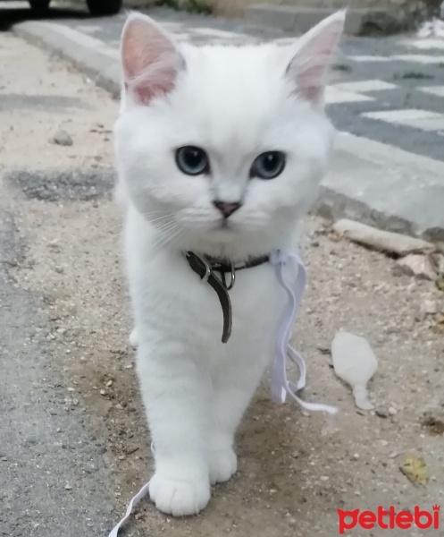 British Shorthair, Kedi  Pamuk fotoğrafı