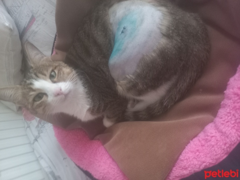 Tekir Kedi, Kedi  Minnoş fotoğrafı