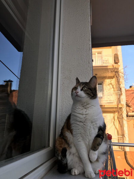 Tekir Kedi, Kedi  Sarıkız fotoğrafı