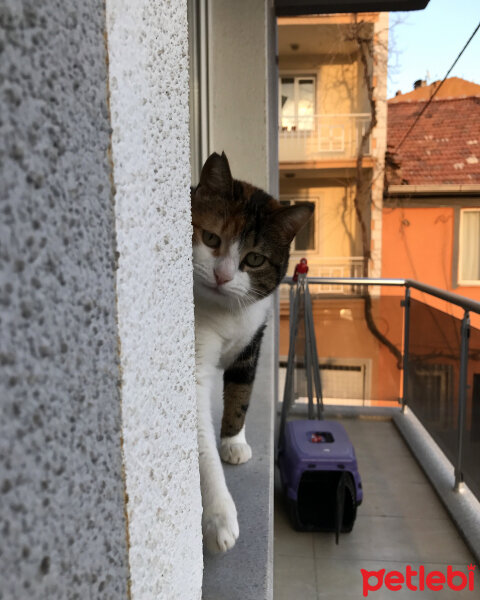 Tekir Kedi, Kedi  Sarıkız fotoğrafı