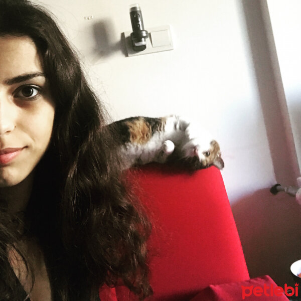 Tekir Kedi, Kedi  Sarıkız fotoğrafı