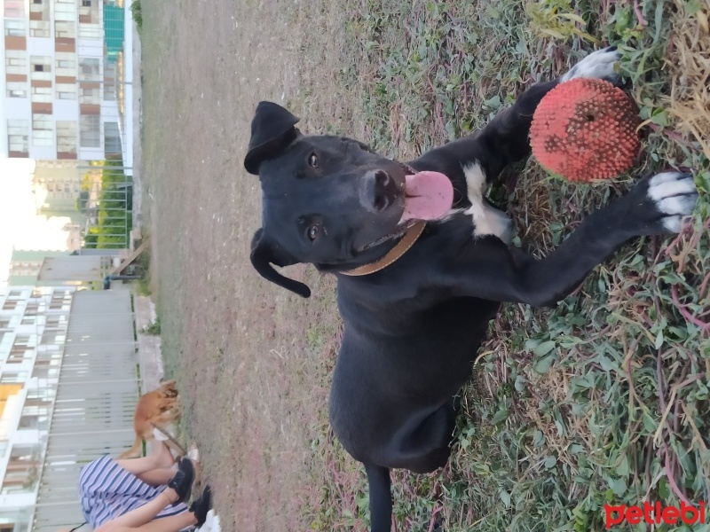 Amerikan Staffordshire Terrier, Köpek  Nada fotoğrafı