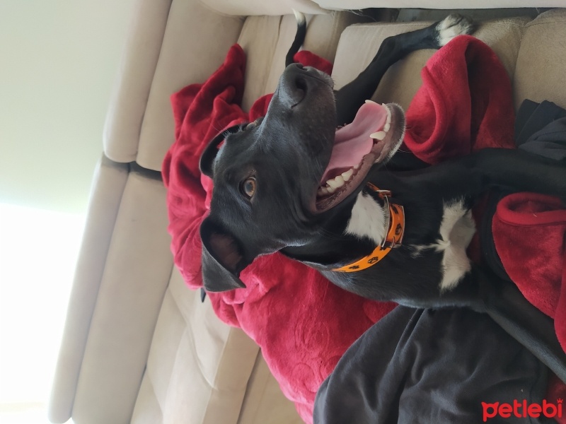 Amerikan Staffordshire Terrier, Köpek  Nada fotoğrafı