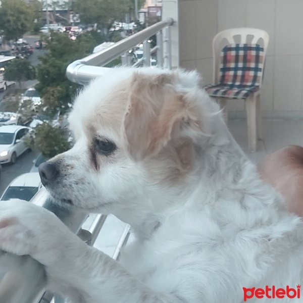 Amerikan Staffordshire Terrier, Köpek  Foks fotoğrafı