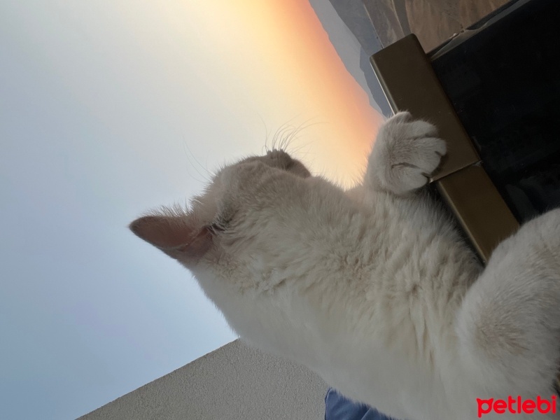 British Shorthair, Kedi  Mavi fotoğrafı