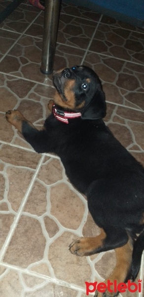 Rottweiler, Köpek  paşa fotoğrafı