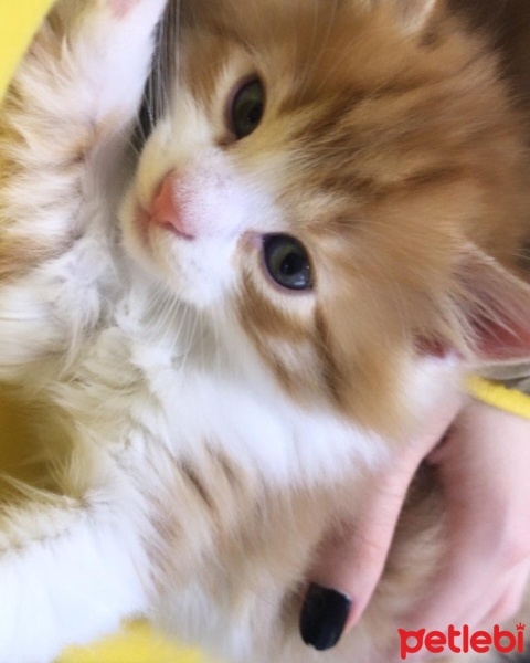 Norwegian Forest, Kedi  BAL fotoğrafı