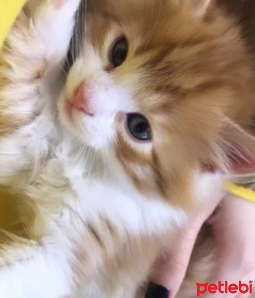 Norwegian Forest, Kedi  BAL fotoğrafı