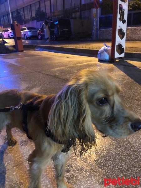 Amerikan Cocker Spaniel, Köpek  arhcie fotoğrafı