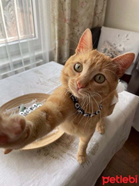 Sarman, Kedi  Limon fotoğrafı