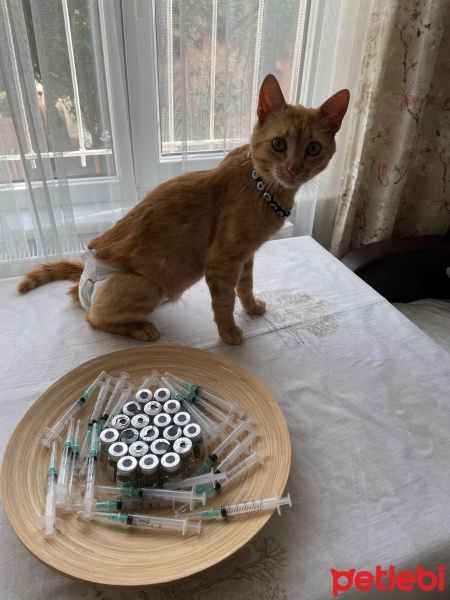 Sarman, Kedi  Limon fotoğrafı