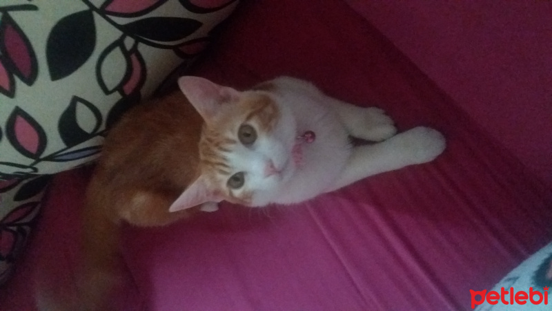 Tekir Kedi, Kedi  minnoş fotoğrafı