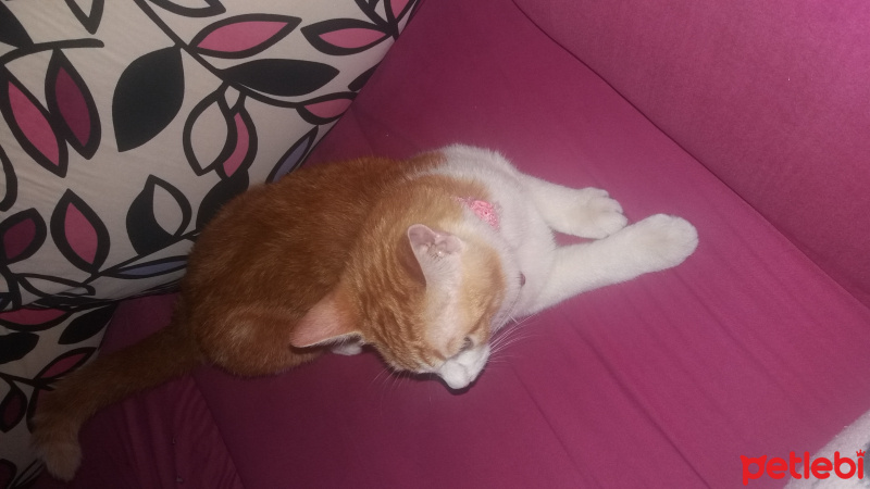 Tekir Kedi, Kedi  minnoş fotoğrafı